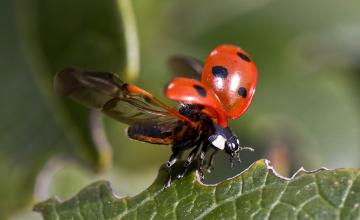 Izvor: https://pixabay.com/