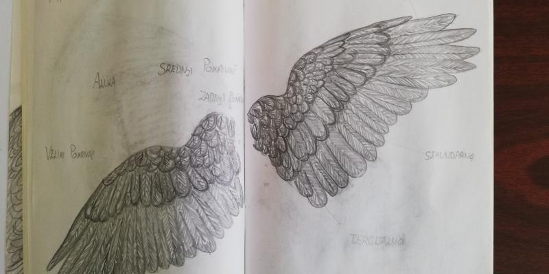 Leonovi prostoručni crteži anatomije vrana. Foto: Ana Krbanja