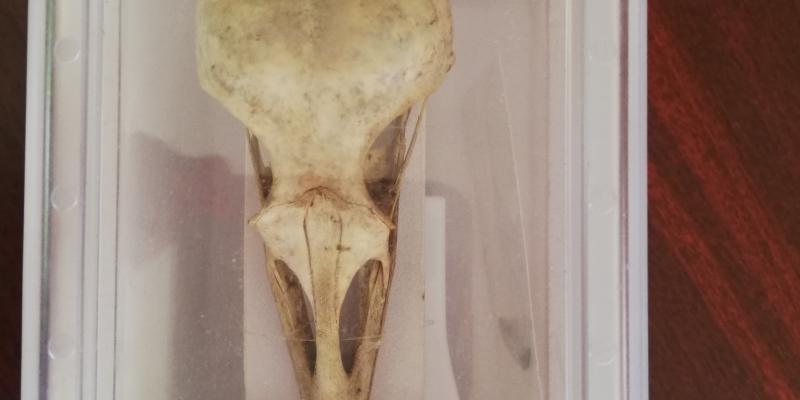 Kosti glave vrane pronađene u Zvečevačkom parku. Foto: Ana Krbanja 